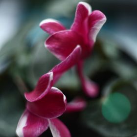 Cyclamen Burgundy Bicolour 9cm